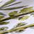 01PTH White